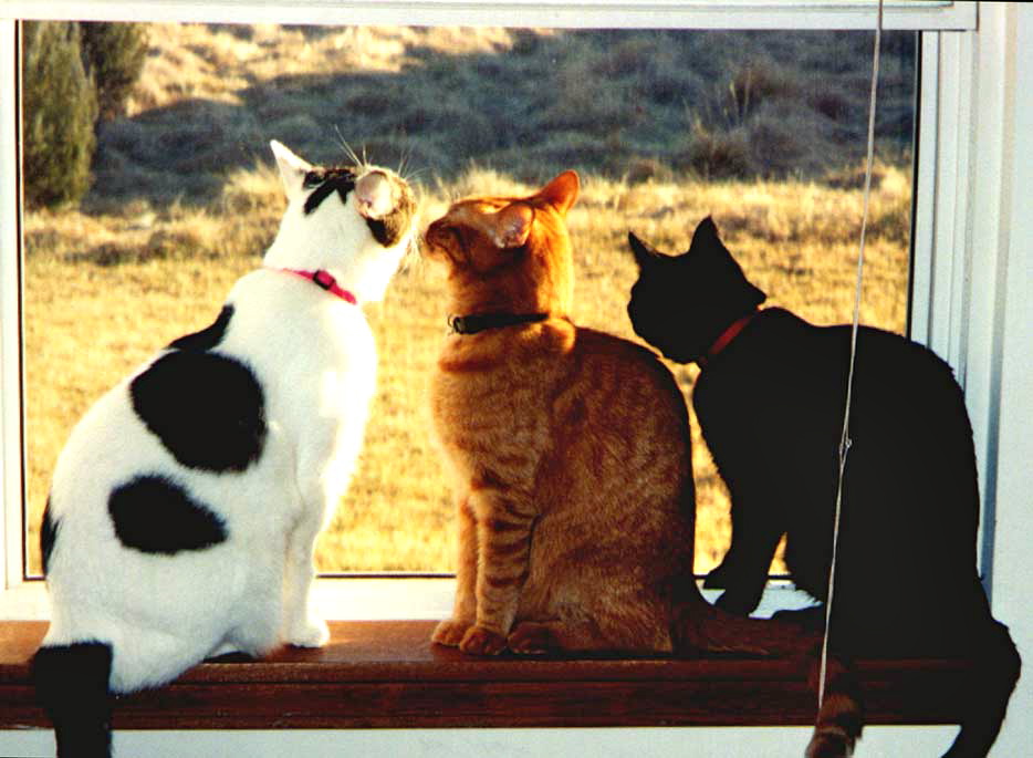 Three cats sitting on a window sill