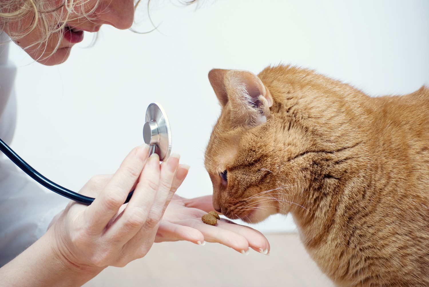 Woman with Stethoscope and Yellow Cat